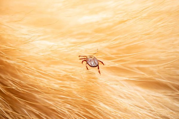 tout savoir sur la maladie de Lyme